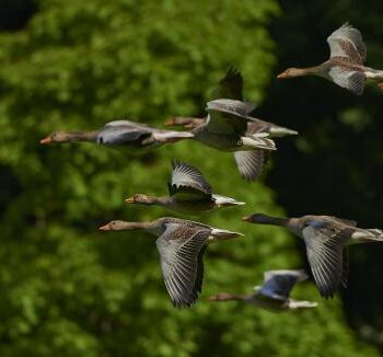 Through Women the Birds will Hear…