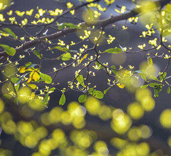 Slowly something comes alive