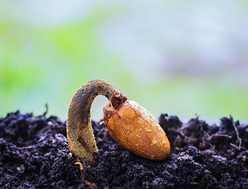 Once there was a seed…