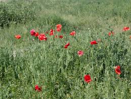 Bringing Down Heaven