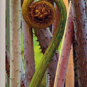 The Awareness of Surrender