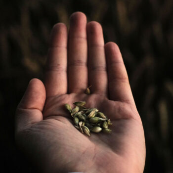 Seeds of Life, Seeds of Light